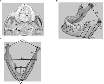 Homo sapiens, Chimpanzees and the Enigma of Language